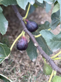 LSU Purple Fig Cutting – 6–10" Hardwood Cutting for Easy Propagation & Fruit Production