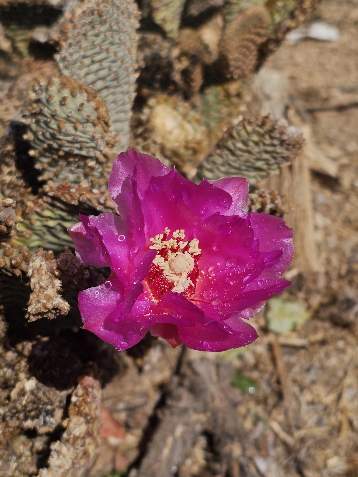 Beavertail Cactus Pads – 5 Live Opuntia basilaris Succulent, 3–5 Inches, Drought Tolerant for Xeriscape, Rock Gardens & Containers