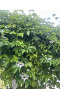 Passion Fruit Vine Cuttings – 10 Fresh Passiflora edulis Stems, 8–10 Inch Unrooted Cuttings