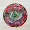 Echeveria Big Red Succulent – Live Rooted 4-Inch Potted Rosette Houseplant, Red Burgundy Foliage, Indoor or Outdoor