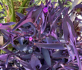 Purple Heart Tradescantia Cuttings - 5 Live Tradescantia pallida Cuttings for Indoor & Outdoor