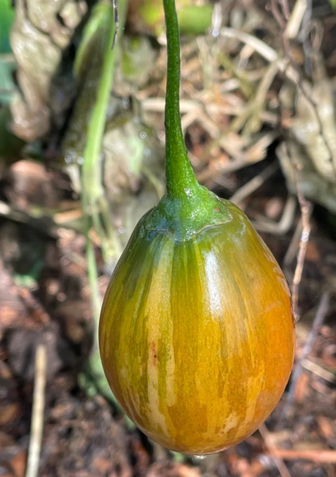 Unrooted Solanum betaceum Tree Tomato Cuttings – Tamarillo Propagation Planting Material, Woody Shrub, Green Foliage