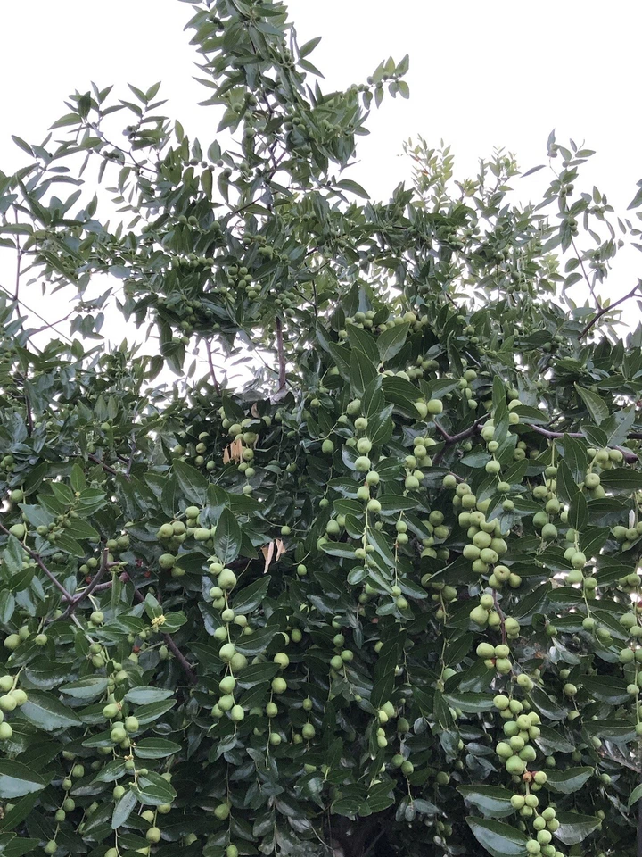 Lang Jujube Tree Cuttings – 5 Unrooted Ziziphus jujuba Chinese Red Date Cuttings