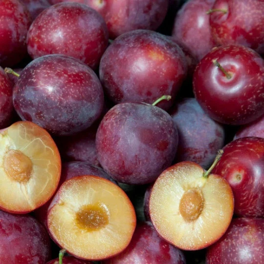 Sweet Pluerry Scion Cuttings – Plum Cherry Hybrid Prunus spp. for Grafting & Propagation