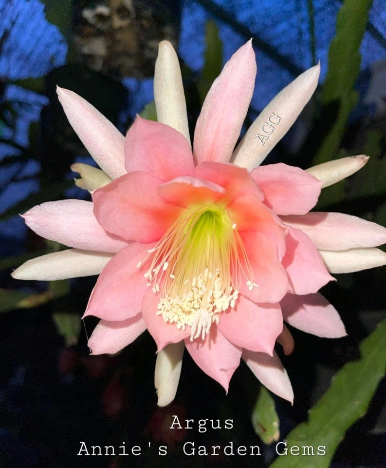 Epiphyllum ‘Argus’ Orchid Cactus Cuttings – 8-10 Inch Live Unrooted Propagation Starter