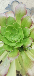 Aeonium Canariense Succulent Cutting – 5-6 Inch Green Rosette Plant Starter for Propagation and Containers