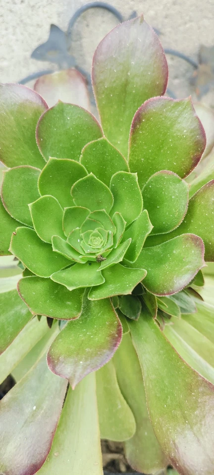 Aeonium Canariense Succulent Cutting – 5-6 Inch Green Rosette Plant Starter for Propagation and Containers