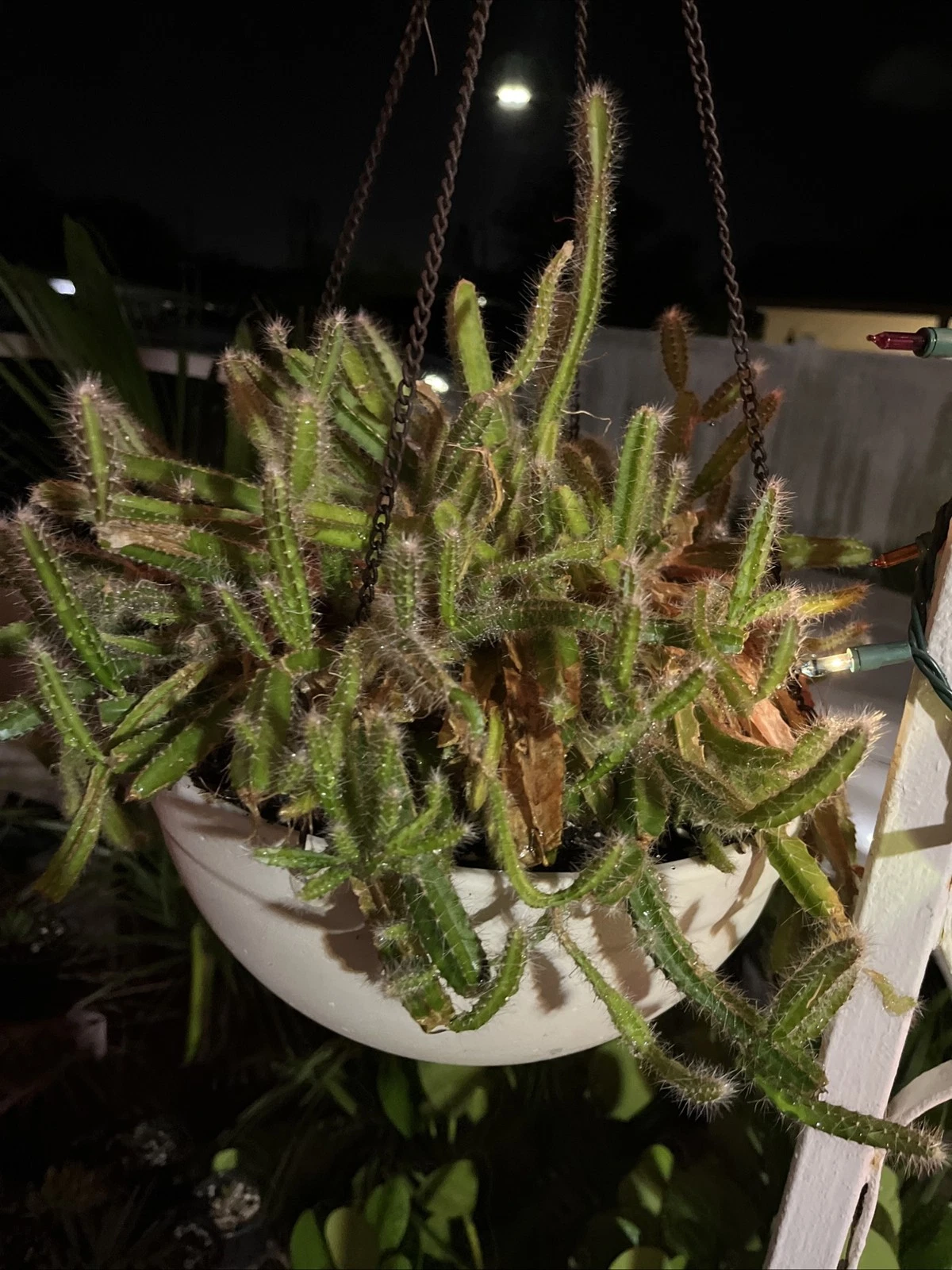 Succulent Plant, 4-6 Inches, Trailing Dog Tail Cactus, Strophocactus testudo, Live Rooted Pieces
