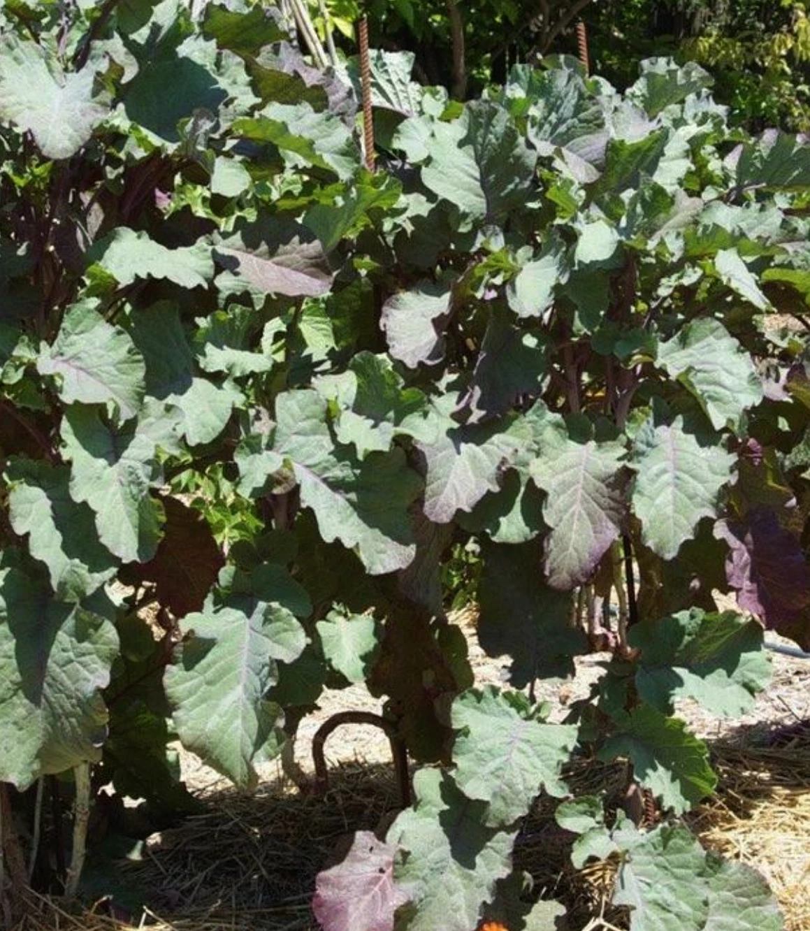 Perennial Purple Leaf Tree Collard Cutting – Brassica oleracea var. acephala, Unrooted Live Plant Propagation, Purple Foliage