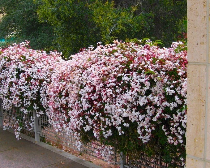 Pink Jasmine Live Plant – Jasminum polyanthum Rooted Climbing Vine with Fragrant Blooms