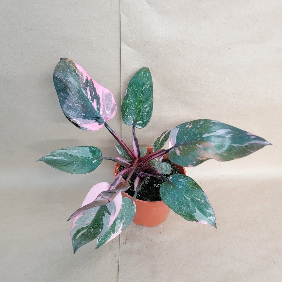 Philodendron Pink Princess Marble Galaxy – Variegated Indoor Aroid Plant in 4 Inch Pot