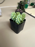 Donkey Tail Succulent in 2" Pot | Sedum morganianum Trailing Plant for Hanging Baskets & Indoor Displays
