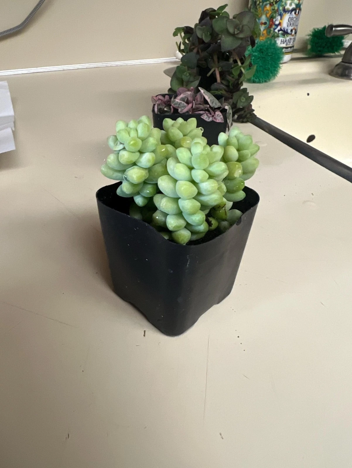 Donkey Tail Succulent in 2" Pot | Sedum morganianum Trailing Plant for Hanging Baskets & Indoor Displays