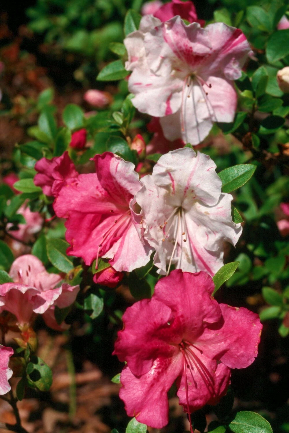 Azalea Rhododendron Starter Plant – Live Flowering Shrub with Multicolor Blooms for Garden or Container