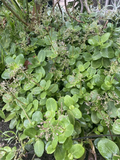 Fairy Crassula Succulent Cuttings – 3 Green Stem Clones for Rooting, Easy to Grow, Crassula multicava Propagation Material