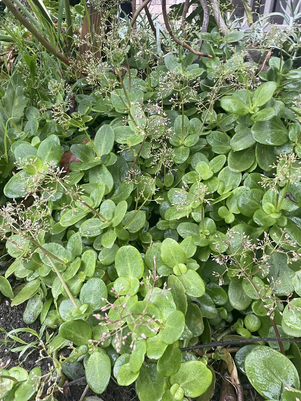 Fairy Crassula Succulent Cuttings – 3 Green Stem Clones for Rooting, Easy to Grow, Crassula multicava Propagation Material