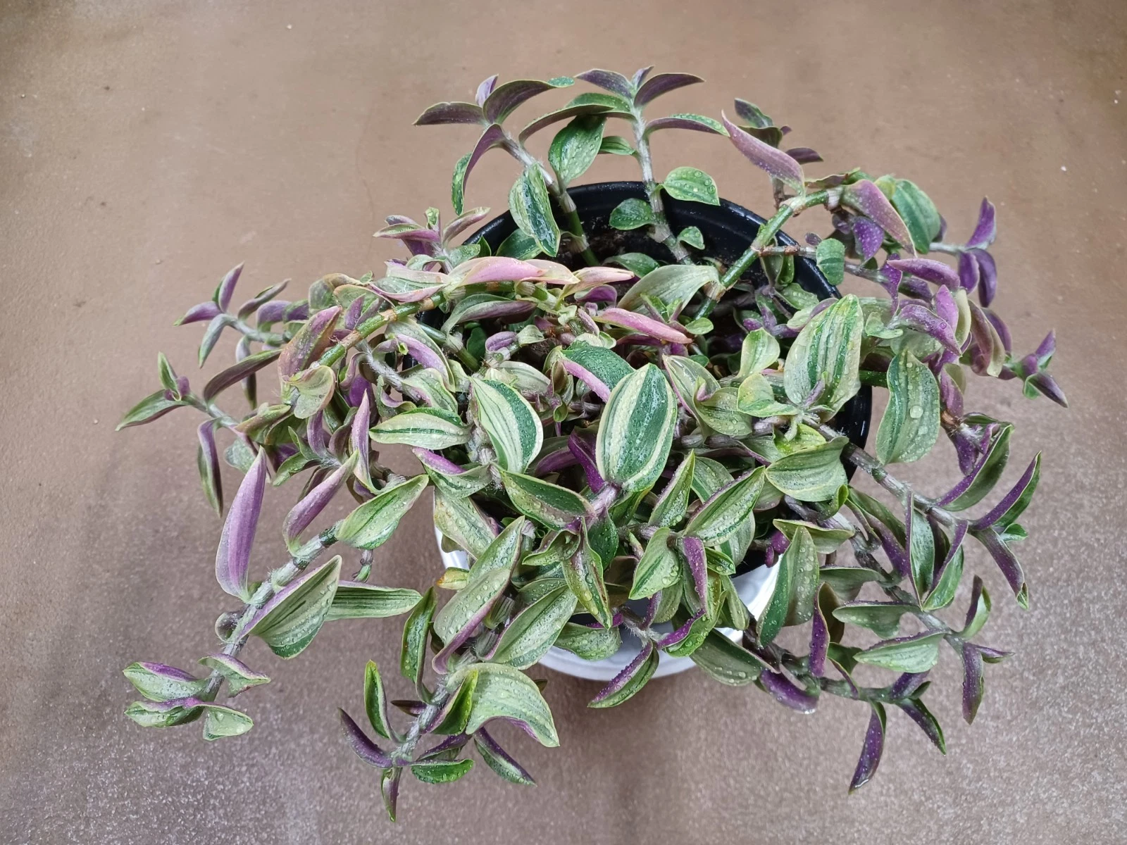 Tradescantia Gelfling Cuttings – Variegated Wandering Jew Houseplant Propagation, Trailing Foliage, Unrooted Cuttings