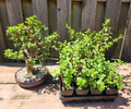 Dwarf Jade Bonsai Plants – 3 Rooted Portulacaria afra, 3-Year-Old Cork Bark Style Indoor or Patio Starter Tree