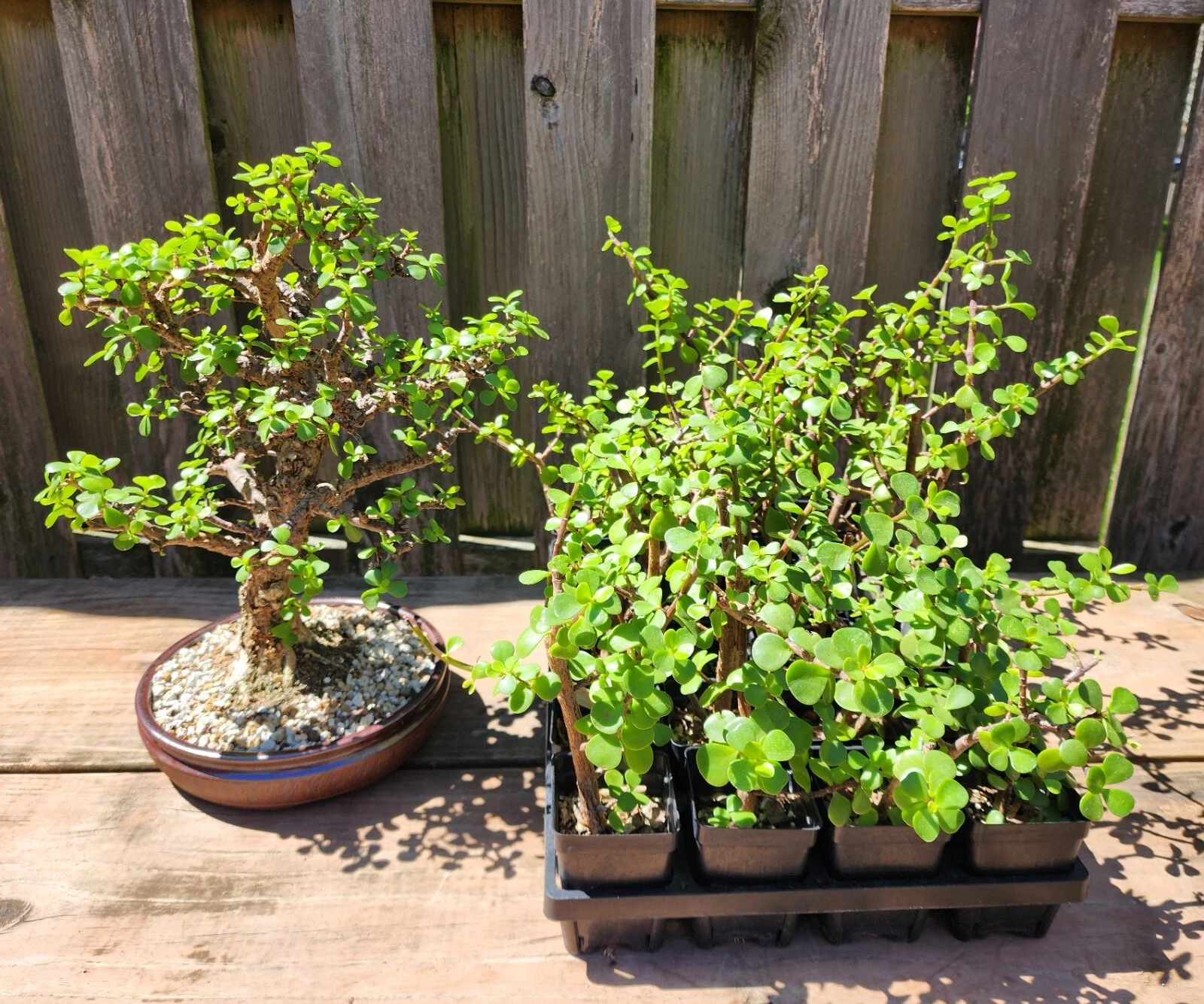 Dwarf Jade Bonsai Plants – 3 Rooted Portulacaria afra, 3-Year-Old Cork Bark Style Indoor or Patio Starter Tree