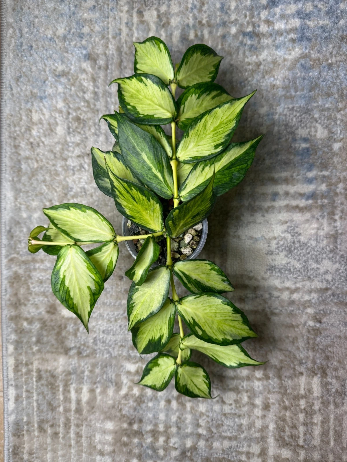 Hoya polyneura Inner Variegated 1 Node Cutting – Rare Mermaid Tail Hoya for Rooting & Growing