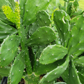 Prickly Pear Cactus Pads for Planting – 10 Unrooted Opuntia ficus-indica, 5–10 Inch Paddle-Shaped Succulent Pads