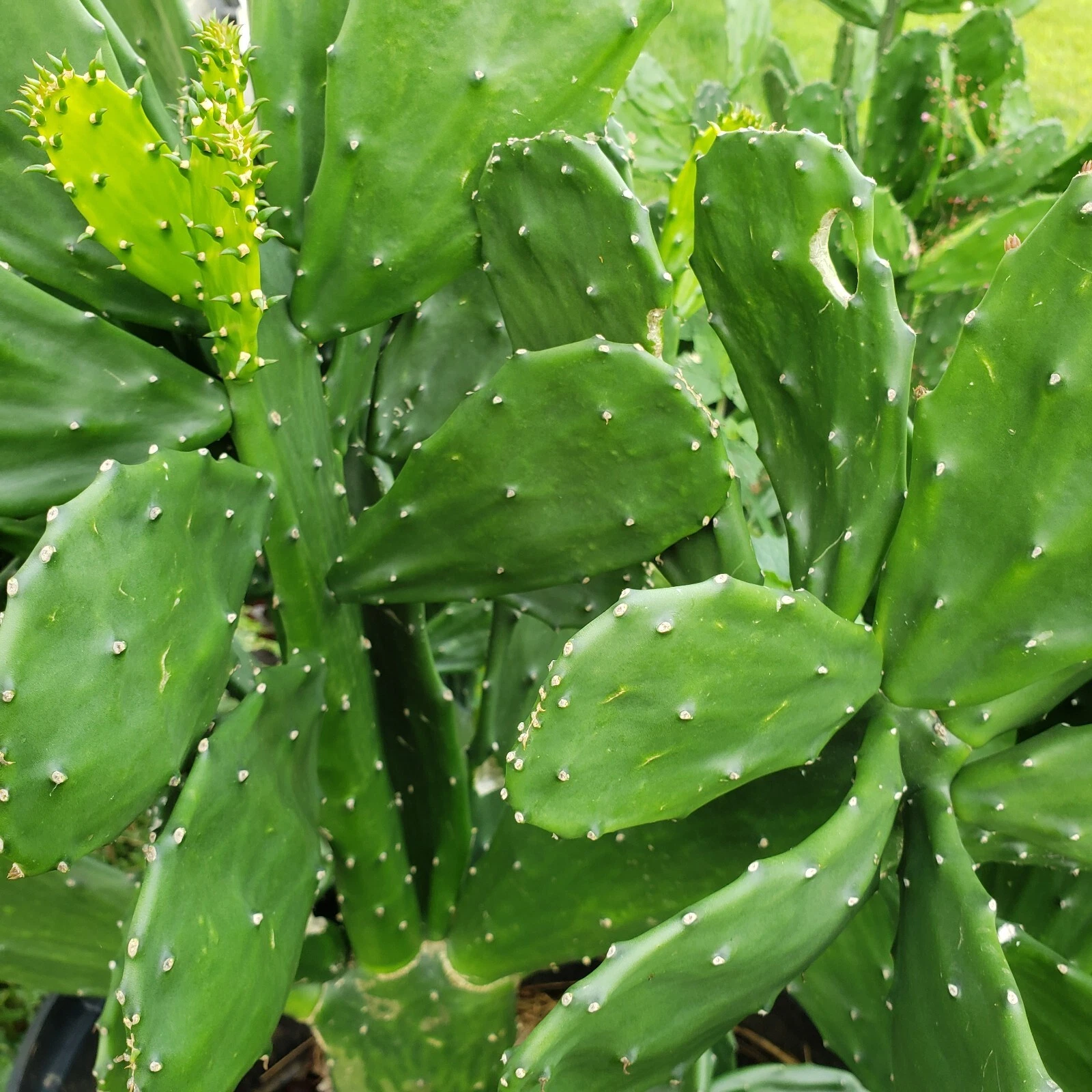 Prickly Pear Cactus Pads for Planting – 10 Unrooted Opuntia ficus-indica, 5–10 Inch Paddle-Shaped Succulent Pads