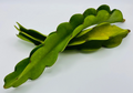 Red Dragon Fruit Cuttings – 2 Vine Stems 10"+ | Red-Flesh Pitahaya Propagation | Hylocereus sp. for Rooting & Growing