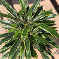 Variegated False Aralia Plants Set of 2 | 2-3 Inch Tall Tropical Houseplants in 2" Pots | Plerandra elegantissima Indoor Decor