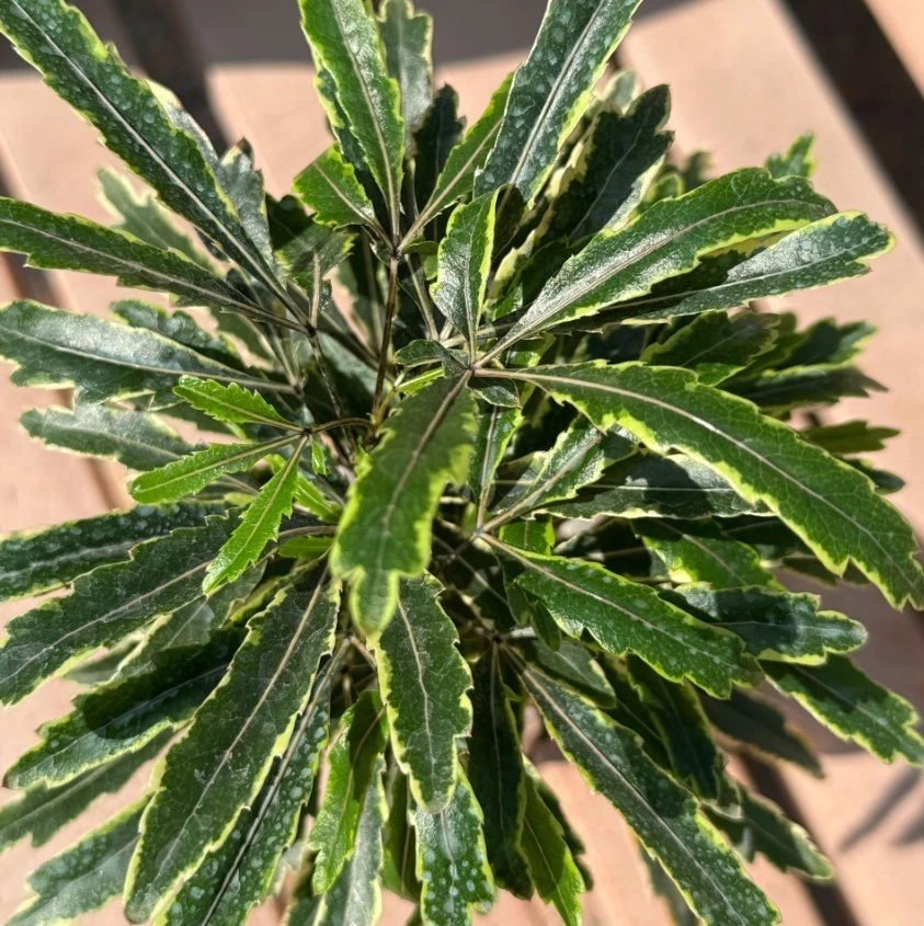 Variegated False Aralia Plants Set of 2 | 2-3 Inch Tall Tropical Houseplants in 2" Pots | Plerandra elegantissima Indoor Decor