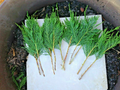 Leyland Cypress Tree Cuttings – 50 Unrooted Live Propagation Cuttings, 7–8 Inches, Evergreen Conifer, × Cuprocyparis leylandii
