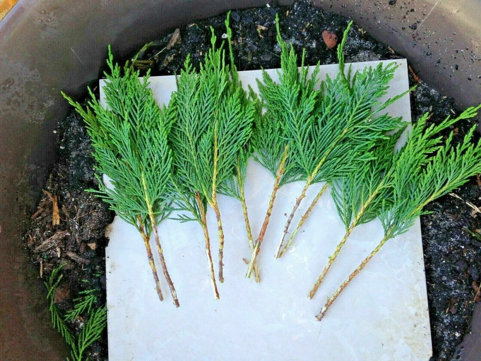 Leyland Cypress Tree Cuttings – 50 Unrooted Live Propagation Cuttings, 7–8 Inches, Evergreen Conifer, × Cuprocyparis leylandii