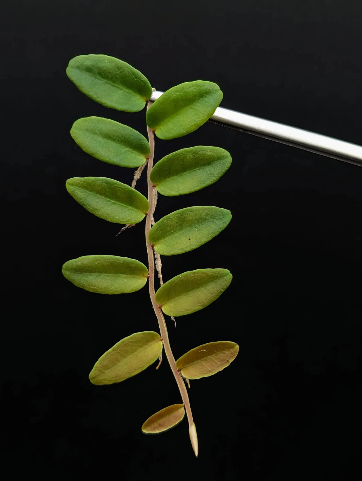 Marcgravia aff. coriacea 10-Leaf Cutting for Terrariums & Vivariums