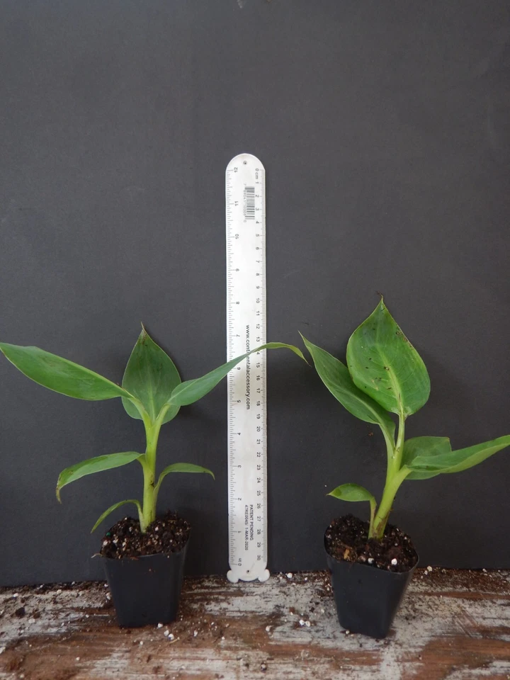 Gold Finger Banana Plant Starter - Well Rooted Musa acuminata ‘Goldfinger’ Tropical Banana for Container & Garden