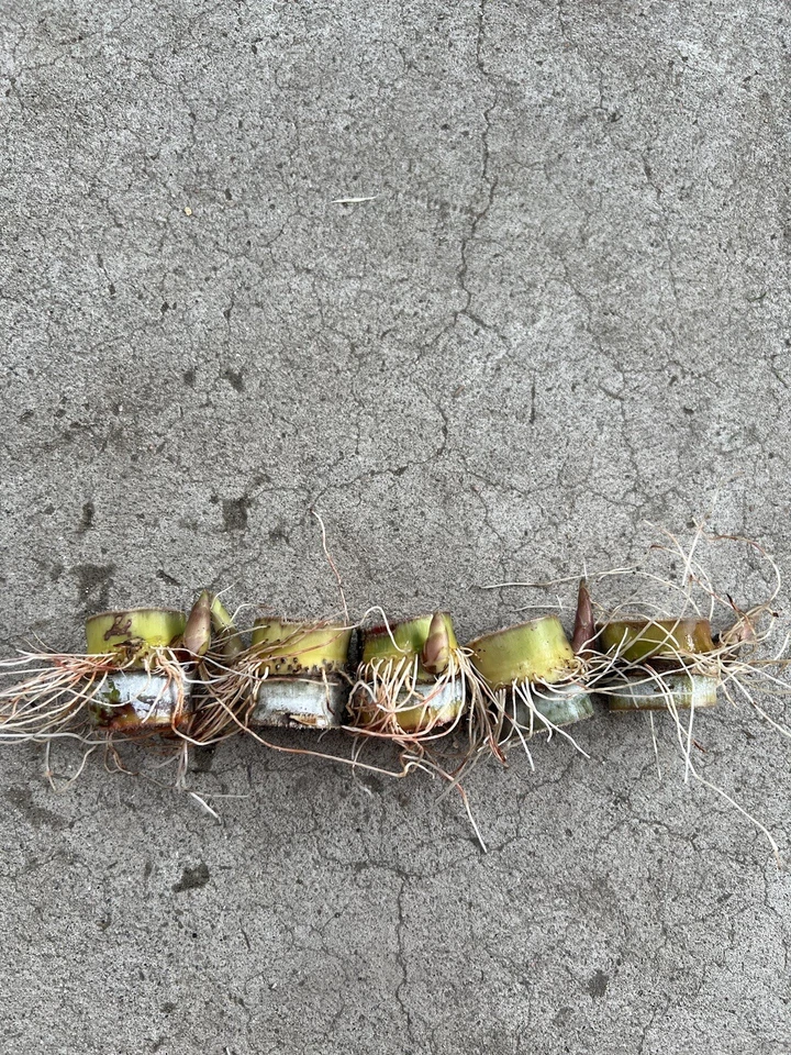 Rooted Sugarcane Cuttings – Live Saccharum officinarum Propagation Planting Material, 5 Pieces