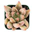 Echeveria Psyche Succulent – Live Rooted 2-Inch Pot, Decorative Rosette Indoor Houseplant, Low Maintenance, Bright Light, Green to Pastel
