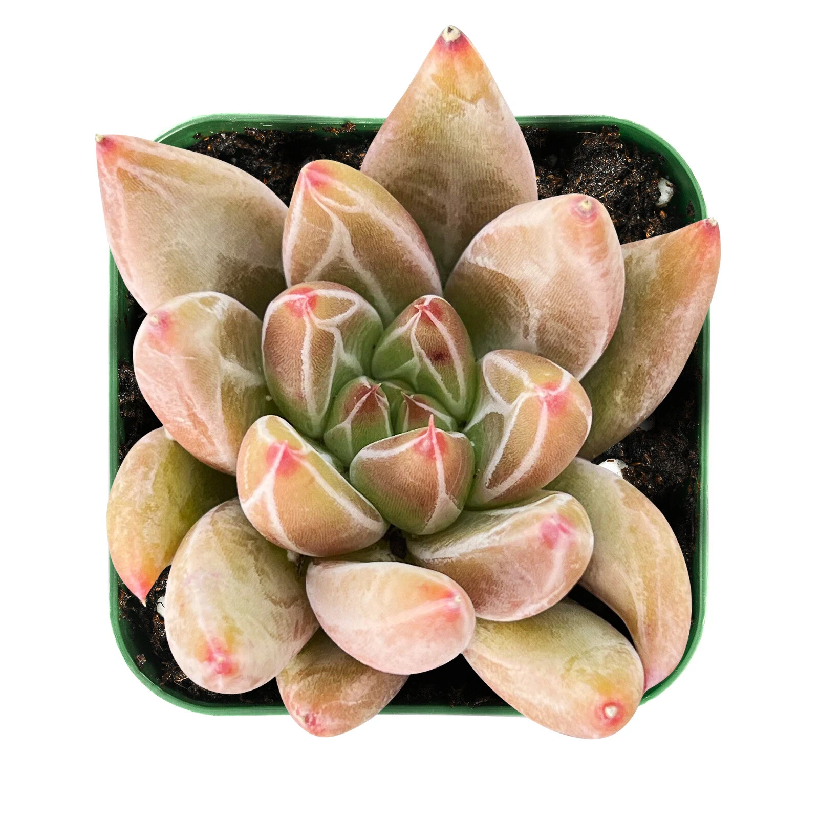 Echeveria Psyche Succulent – Live Rooted 2-Inch Pot, Decorative Rosette Indoor Houseplant, Low Maintenance, Bright Light, Green to Pastel