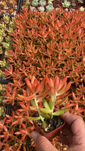 Sedum adolphii ‘Firestorm’ Succulent in 2-Inch Pot, Drought-Tolerant Indoor Plant, Bright Orange-Red Foliage, Easy Care, Rooted Succulent