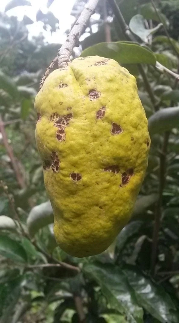 Unrooted Olosapo Cutting 6"+ Couperia polyandra Tropical Fruit Tree Propagation