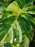 Golden Queen Hawaiian Pothos Vine Cutting – Variegated Epipremnum aureum Unrooted Propagation Plant