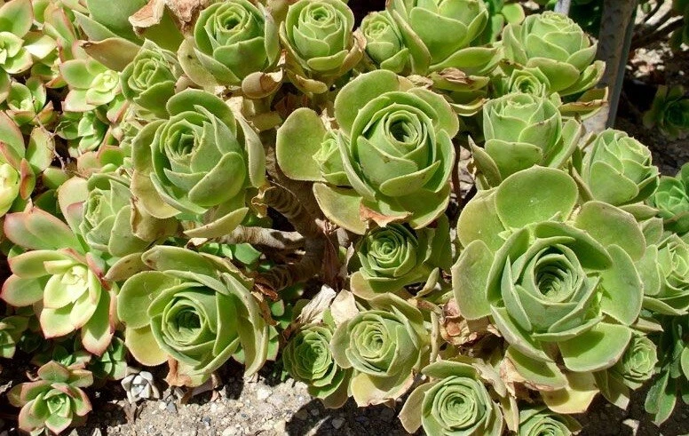 Aeonium Balsamiferum Succulent Cutting – 4 Inch Green Rosette Plant Starter for Propagation