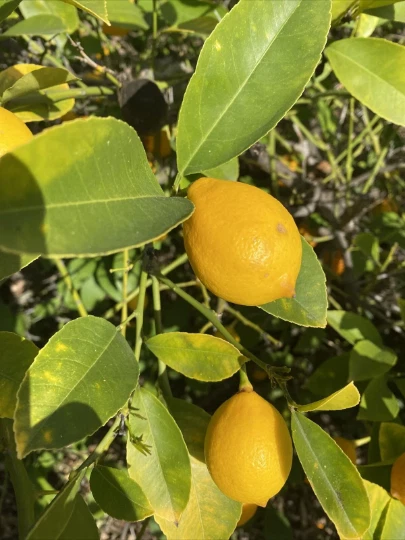 Meyer Lemon Cuttings – 6 Unrooted Citrus × meyeri Cuttings for Propagation