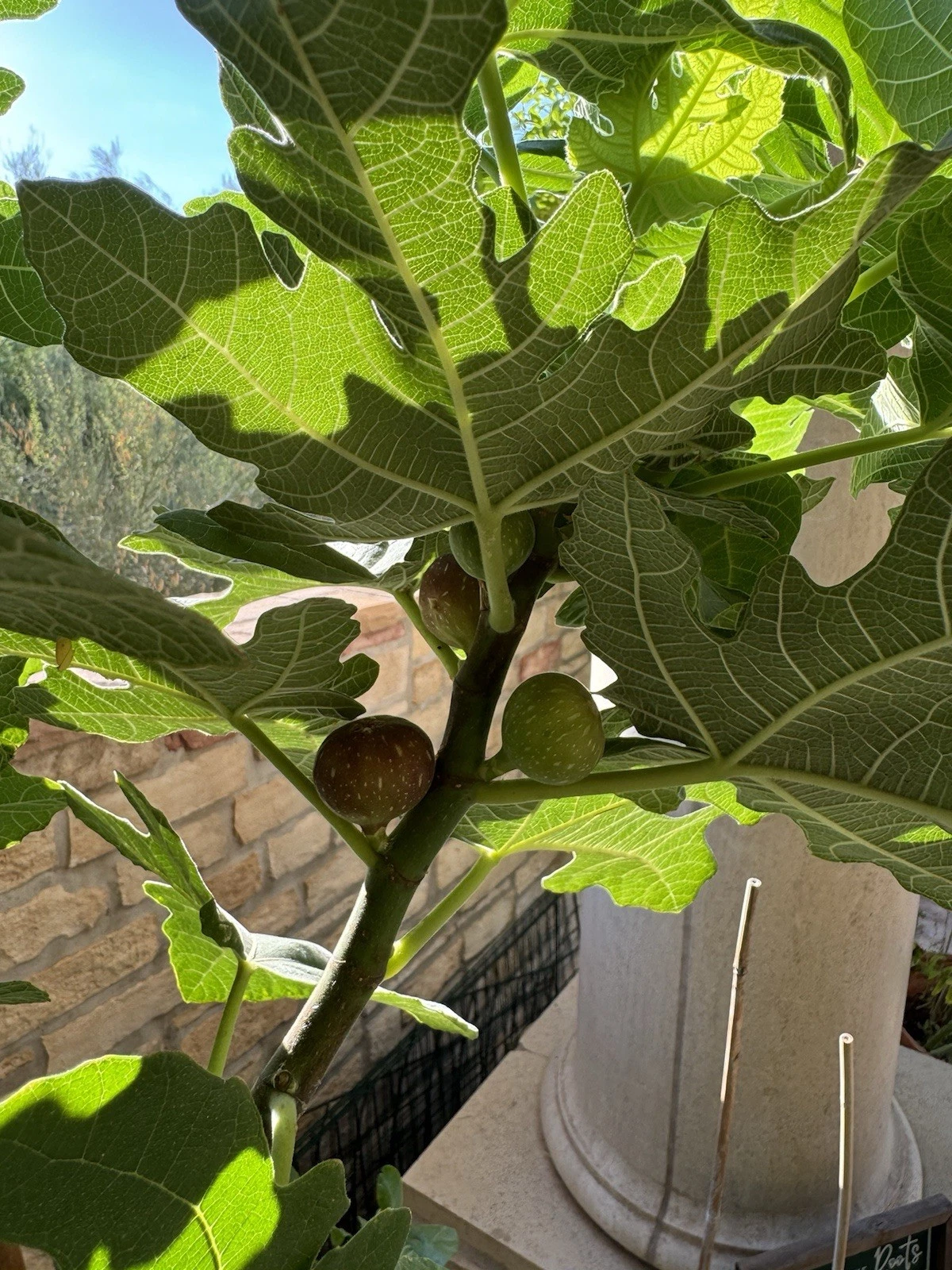 Little Ruby Fig Cutting – Unrooted Stem for Propagation, Dwarf Ficus carica, Fruit Tree, Compact, Container-Friendly