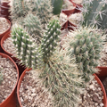 Boxing Glove Cactus Cutting - Cylindropuntia fulgida monstrosa Live Unrooted Cutting