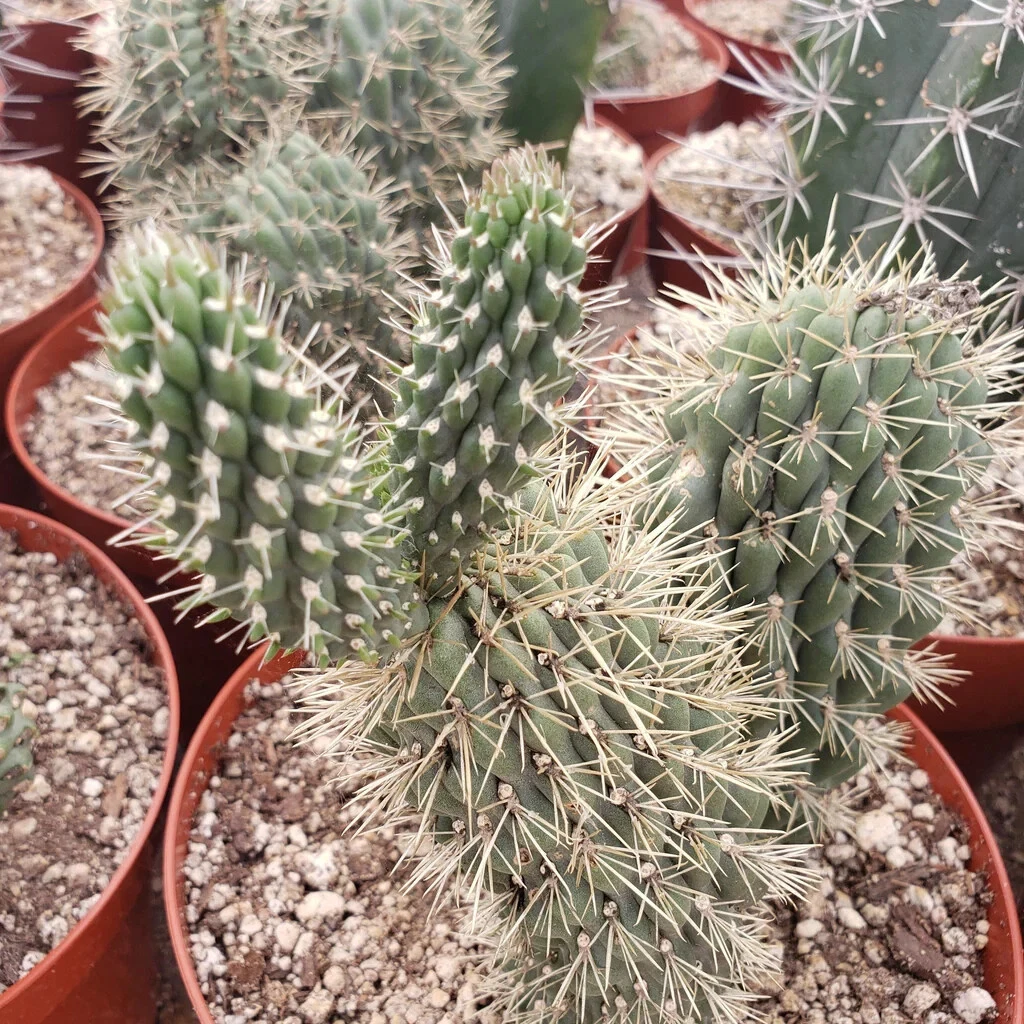 Boxing Glove Cactus Cutting - Cylindropuntia fulgida monstrosa Live Unrooted Cutting