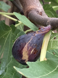 Black Jack Fig Cuttings – 10 Unrooted Greek Isles Ficus carica Scions for Propagation, Dark Purple Fruit, Live Fruit Tree Wood
