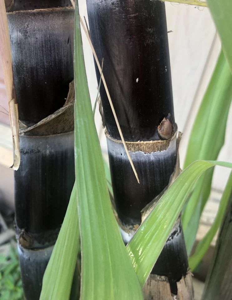 Sugarcane Rooted Cuttings – 2 Live Saccharum Officinarum Plants for Tropical Gardens