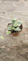 Variegated String of Arrows Plant – Trailing Ceropegia Vine for Hanging Baskets & Indoor Decor