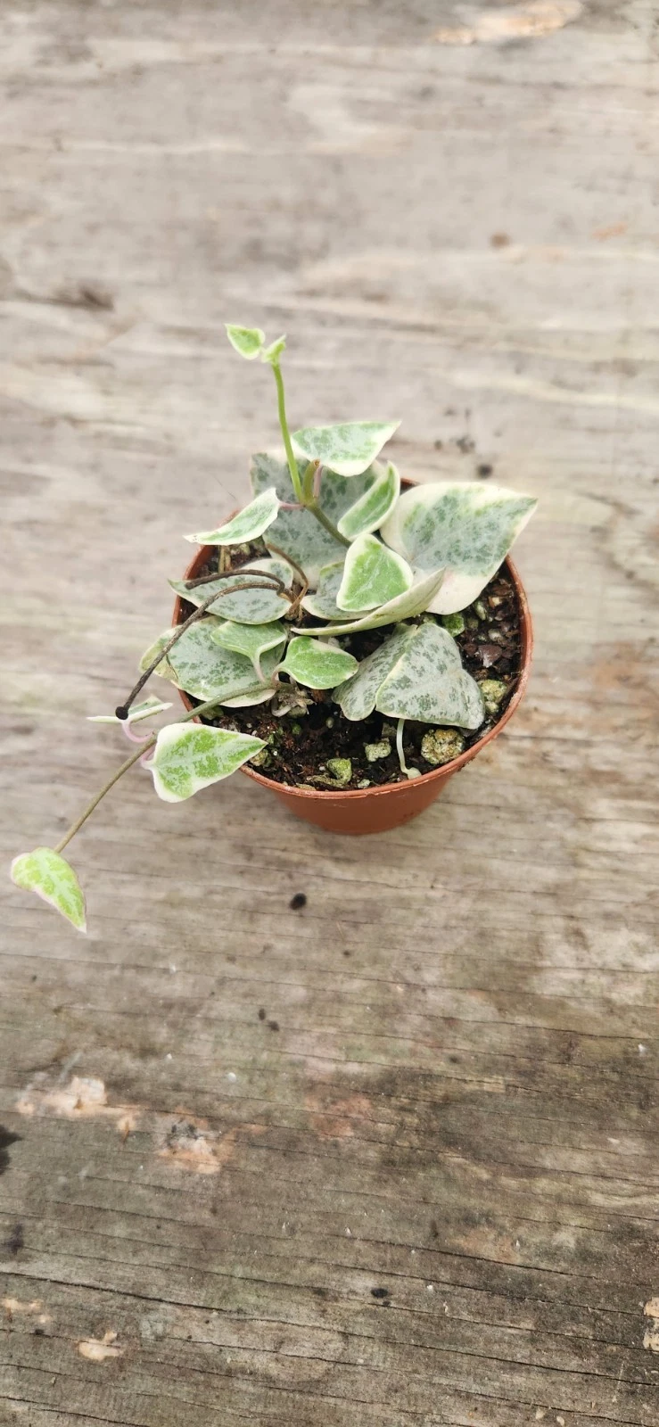 Variegated String of Arrows Plant – Trailing Ceropegia Vine for Hanging Baskets & Indoor Decor