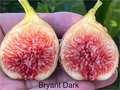 Philodendron Bryant Dark Cutting – Unrooted Propagation Plant, 8+ Inches, Rare Dark Foliage, Climbing Aroid, Philodendron 'Bryant Dark'