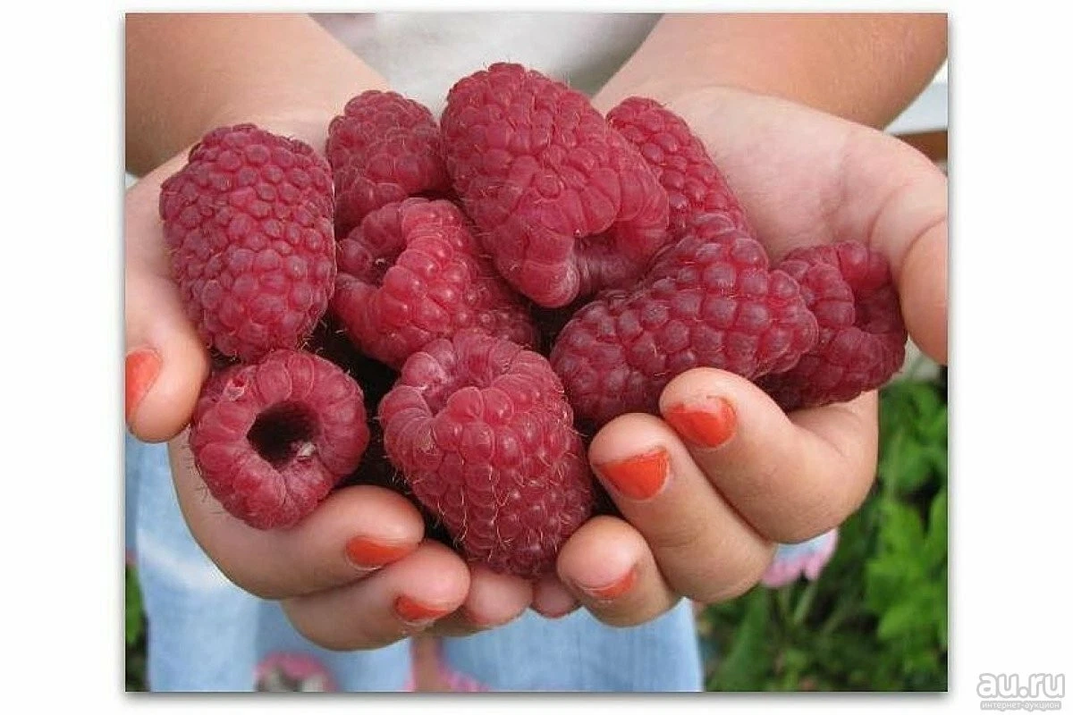 Russian Raspberry ‘Gordost Rossii’ Cuttings – 5 Live Unrooted Stem Propagation Rubus idaeus